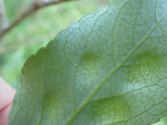 Taphrina populi-salicis