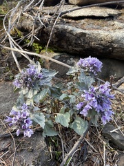 Physochlaina physaloides