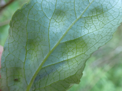 Taphrina populi-salicis