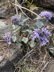 Physochlaina physaloides