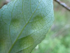 Taphrina populi-salicis