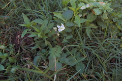 Solanum chacoense
