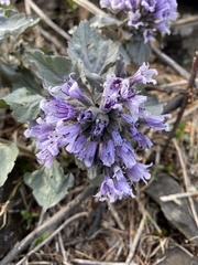 Physochlaina physaloides