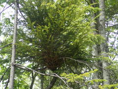 Arceuthobium pusillum