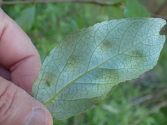Taphrina populi-salicis