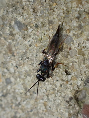 Calosotinae