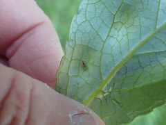 Taphrina populi-salicis