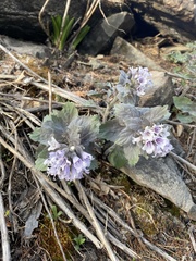 Physochlaina physaloides