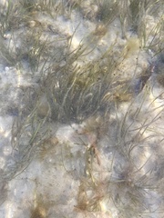 Syringodium filiforme