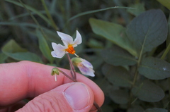 Solanum chacoense