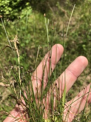 Eleocharis tenuis verrucosa