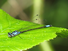 Zoniagrion exclamationis
