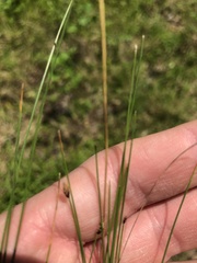 Eleocharis tenuis verrucosa