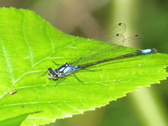 Zoniagrion exclamationis