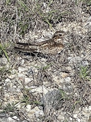 Chordeiles gundlachii