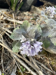 Physochlaina physaloides