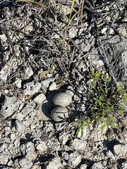 Chordeiles gundlachii