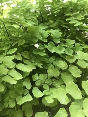 Adiantum tenerum