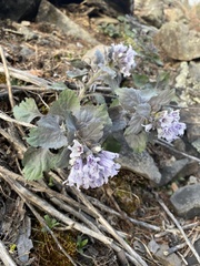 Physochlaina physaloides