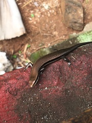 Marisora unimarginata