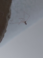 Crossopriza