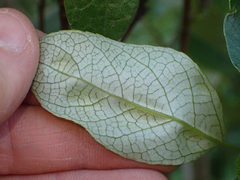 Taphrina populi-salicis