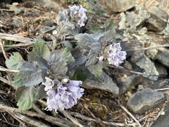 Physochlaina physaloides