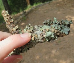 Haematomma persoonii