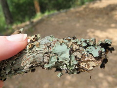 Haematomma persoonii