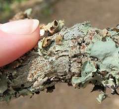 Haematomma persoonii