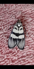 Lepidoptera