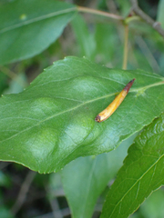 Taphrina populi-salicis