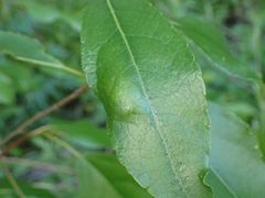 Taphrina populi-salicis