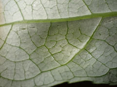 Taphrina populi-salicis