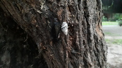 Drymaeus poecilus