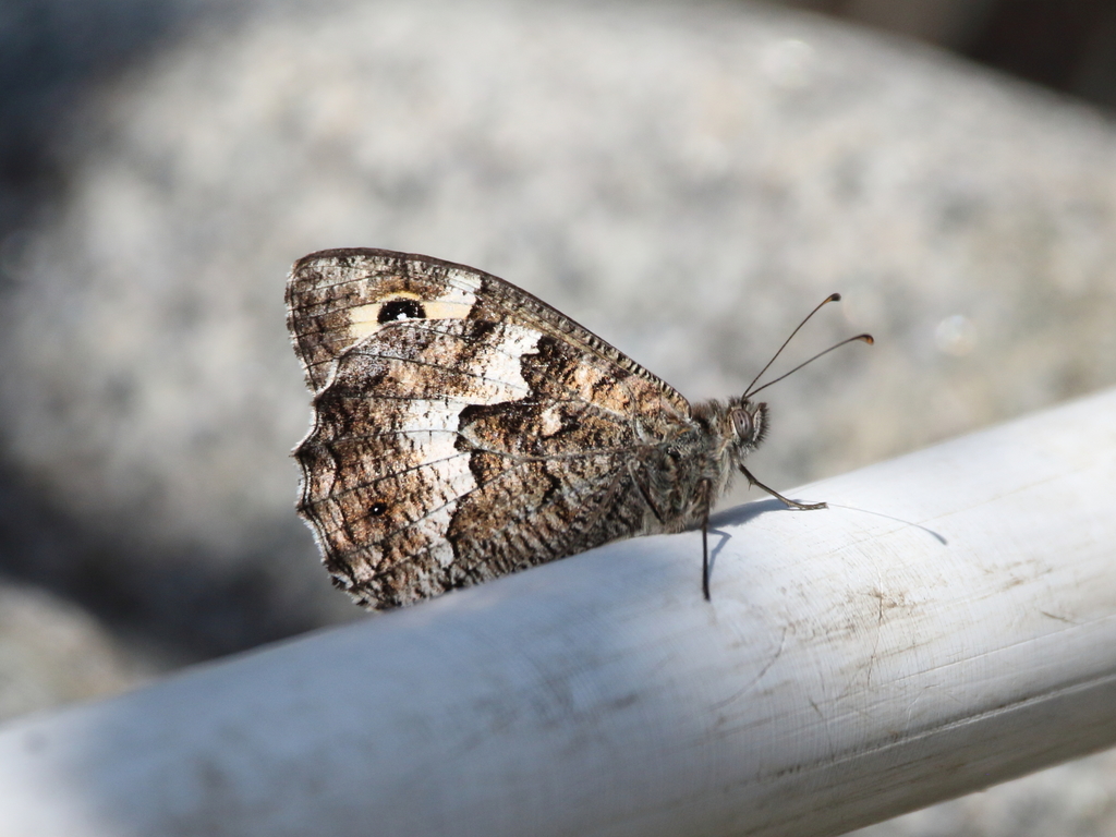 Lesbos Grayling