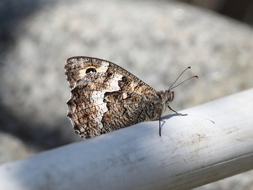 Lesbos Grayling