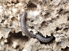 Ommatoiulus rutilans