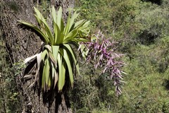 Tillandsia australis