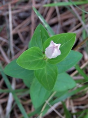 Spigelia gentianoides