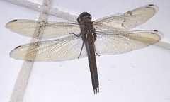 Tramea cophysa
