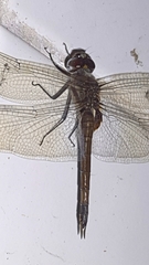 Tramea cophysa