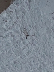 Crossopriza
