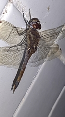 Tramea cophysa