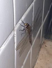 Tramea cophysa