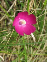 Callirhoe papaver