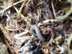 Ommatoiulus rutilans