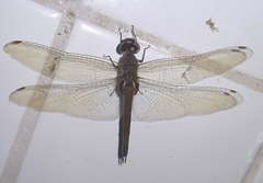 Tramea cophysa