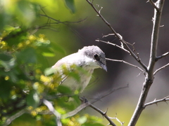 Curruca crassirostris
