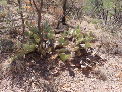 Opuntia chisosensis
